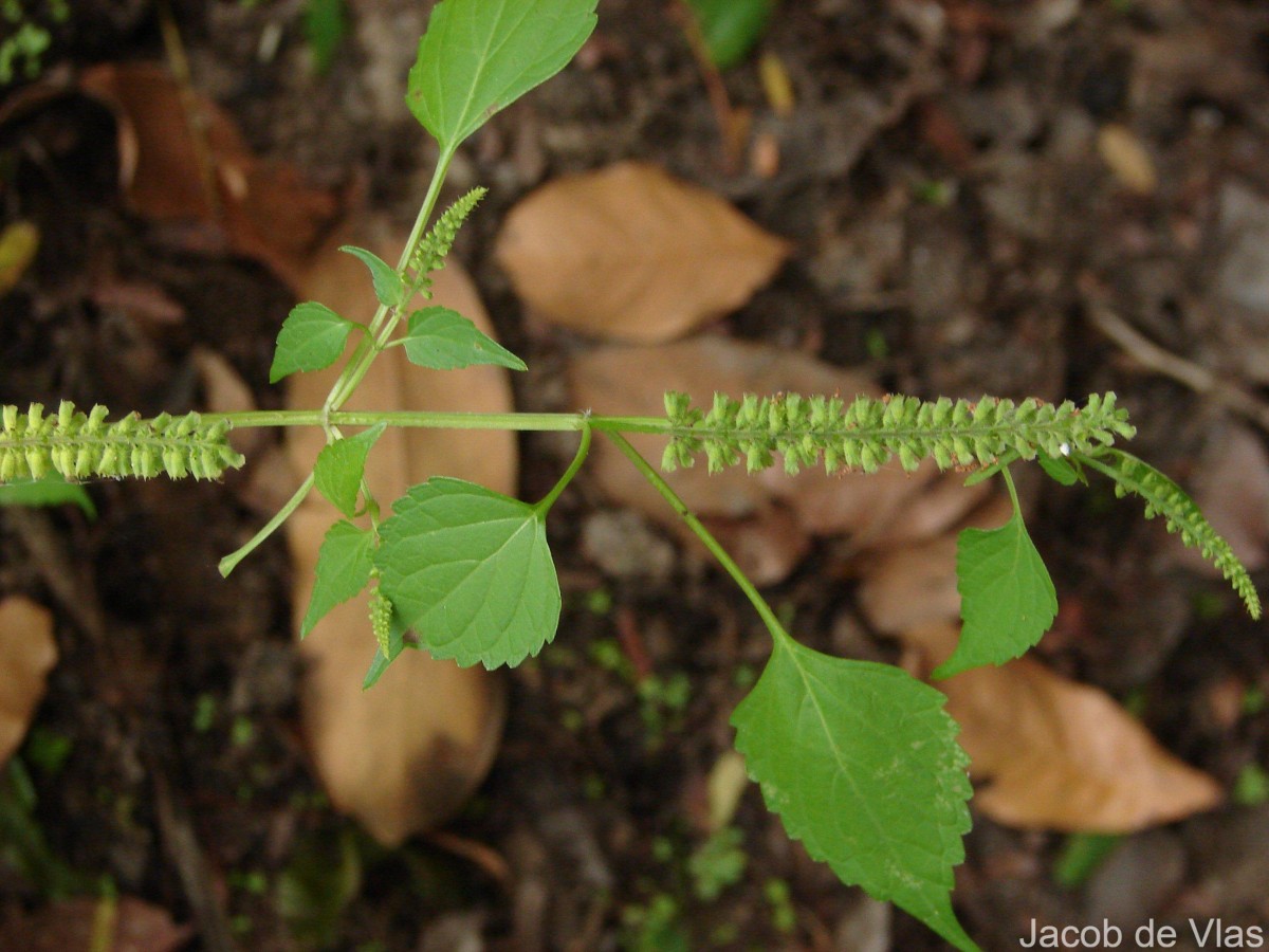 Basilicum polystachyon (L.) Moench